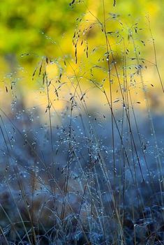 the grass is covered with water droplets in the morning sun, as if it were fog or rain