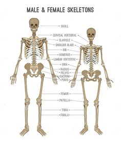 a diagram of the male and female skeleton