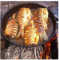 fish cooking in a pan over an open fire