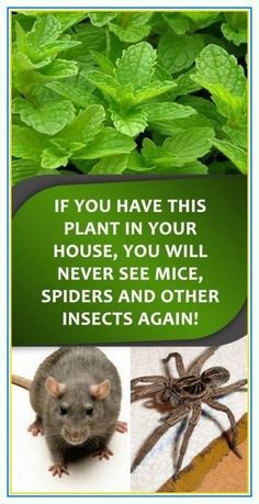 an image of some animals and plants with caption that says if you have this plant in your house, you will never see mice and other insects again