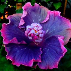 a large purple flower with green leaves in the background