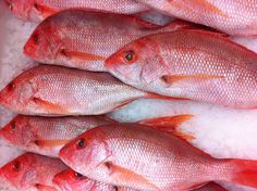 several red fish sitting on top of ice