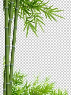 a bamboo tree with lots of green leaves