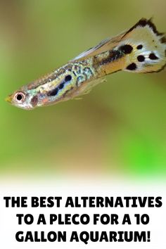 the best alternatives to a peco for a 10 gallon aquarium