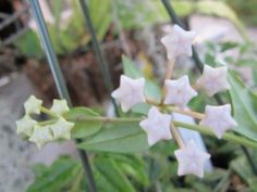 small white flowers are growing in the garden