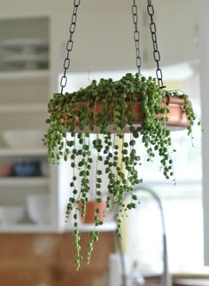 a hanging planter with green plants in it and the words 10 hard to kill hanging plants that'll make your home look amazing