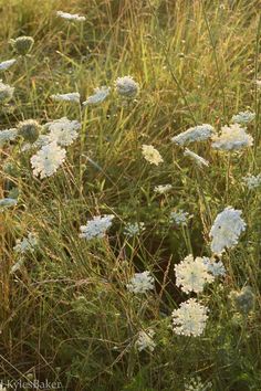 Queen Anne's Lace Flowers and Seed Heads in a Meadow growing in tall grasses and backlit by the morning sun. Wild Flowers Aesthetic, Lace Iphone Wallpaper, Verge Garden, White Wild Flowers, Lace Wallpaper, Queen Anne's Lace Flowers, Biennial Plants, Trend Tiktok, Flower Identification