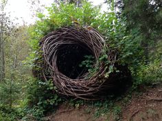 a large bird nest made out of branches and ivys in the middle of a forest