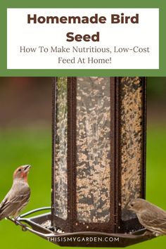 two birds sitting on top of a bird feeder with text overlay reading homemade bird seed how to make nutritious low - cost feed at home