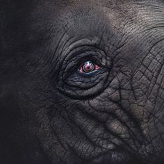 an elephant's eye is shown in this close up photo