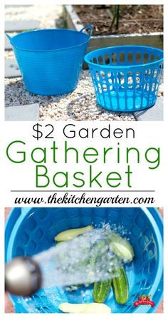 a blue basket filled with cucumbers next to a green container full of water