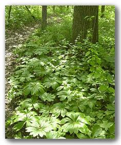 green plants and trees in the woods with white flowers growing on it's ground