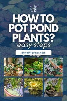 how to pot pond plants? easy steps