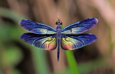 a blue dragonfly sitting on top of a green plant