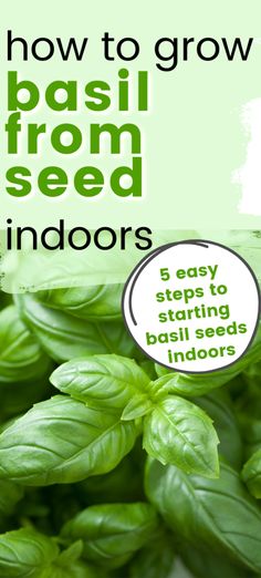 basil growing in the garden with text overlay how to grow basil from seed indoors