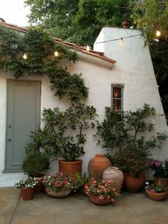 several potted plants and flowers in front of a house with lights strung from the roof