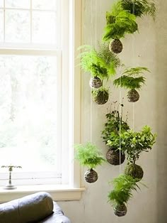 some plants are hanging from the side of a window