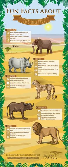 an illustrated poster showing different types of animals in the wild, including lions and rhinos