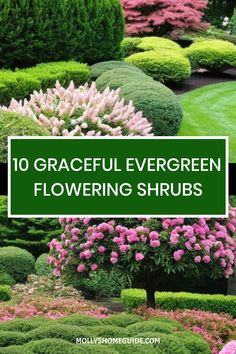 flowers and shrubs with the title 10 graceful evergreen flowering shrubs in front of them