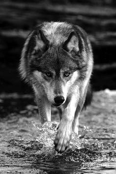 a wolf is running through the water in black and white