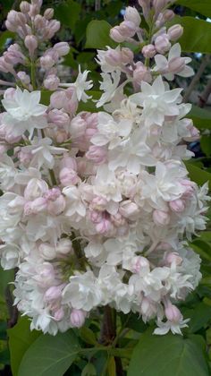 some pink and white flowers are blooming together