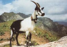 a goat standing on top of a rocky hill