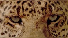 a close up of a leopard's face with blue eyes