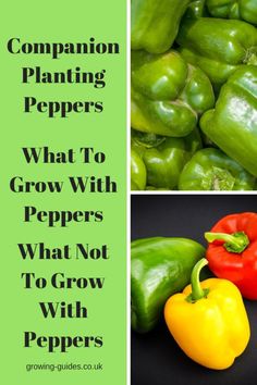 green peppers and red peppers with the words companion planting peppers what to grow with peppers?