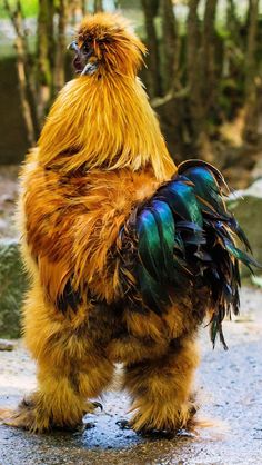 a rooster standing on its hind legs in the dirt