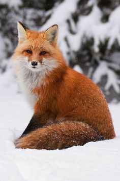 a red fox sitting in the snow with it's eyes open