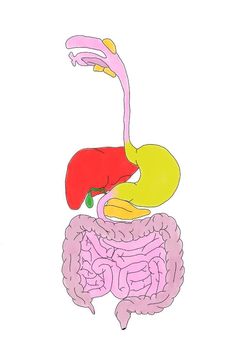 an image of the human body and its organs