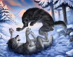 two wolfs playing in the snow with each other and one is falling off his back