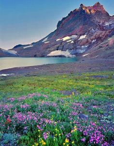 wildflowers blooming in the foreground with mountains in the background