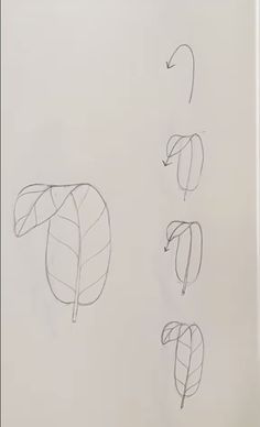 four different types of leaves are shown in this drawing book, with lines drawn on them