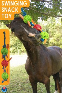 A black gelding plays with a DIY horse toy hanging overhead. The swinging snack toy is made of colorful rubber balls on a lead rope and is full of carrots. Inset image of toy on left. In upper left corner, white text on orange overlay reads "Swinging Snack Toy." Enriching Equines blue and red horse ears logo in lower left corner. Horse Pasture Enrichment, Diy Toys For Horses, Horse Stall Enrichment, Horses Toys, Diy Horse Enrichment, Stable Enrichment, Horse Stall Toys, Horse Toys Diy, Horse Toys For Horses