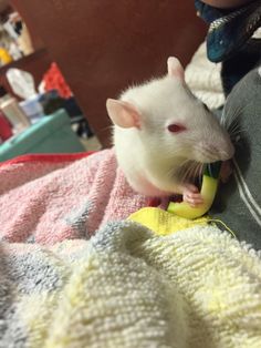 a white rat eating a banana on top of a blanket