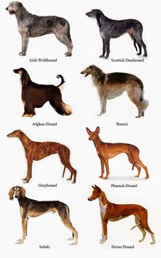 Different Breeds Of Dogs, Saluki Dogs, Hound Breeds, Pharaoh Hound, Breeds Of Dogs, Afghan Hound, Irish Wolfhound