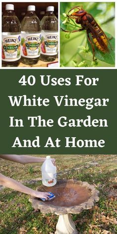 the words, 40 uses for white vinegar in the garden and at home are shown