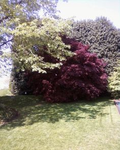 a large tree sitting in the middle of a lush green field next to a swimming pool