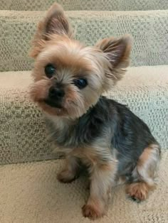 a small dog sitting on top of a carpeted stair case next to a hand rail