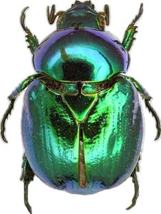 an image of a green beetle on white background