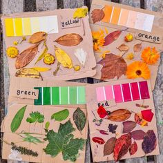 four different colors of leaves and flowers on cardboard with colored swatches in the middle