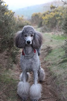 a gray poodle standing on top of a dirt road next to grass and bushes