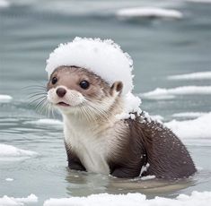 an otter in the water wearing a hat with snow on it's head and eyes