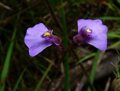 two purple flowers with yellow centers in the grass