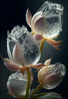 three flowers with water droplets on them are shown in this image, the petals appear to be frozen