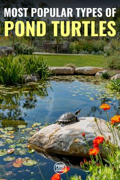 the most popular types of pond turtles