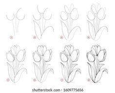 how to draw tulips step by step