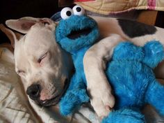 a dog is sleeping next to a stuffed animal