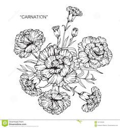 black and white drawing of carnations on a white background stock photo, royalty